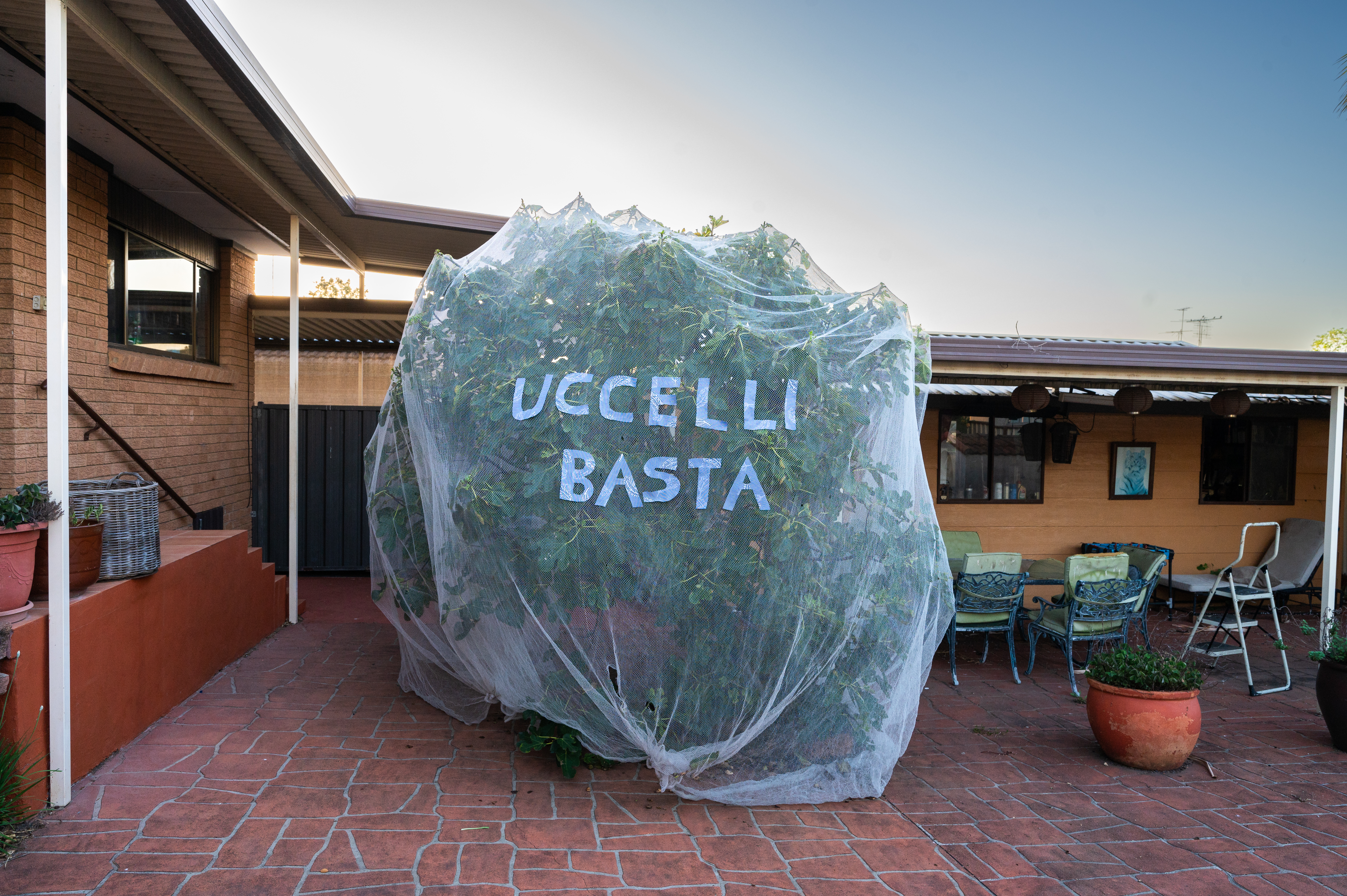 large netted fig tree in suburban backyard. In large hand cut text the words UCCELLI BASTA in capital letters are labelled on the outside of the netted tree.