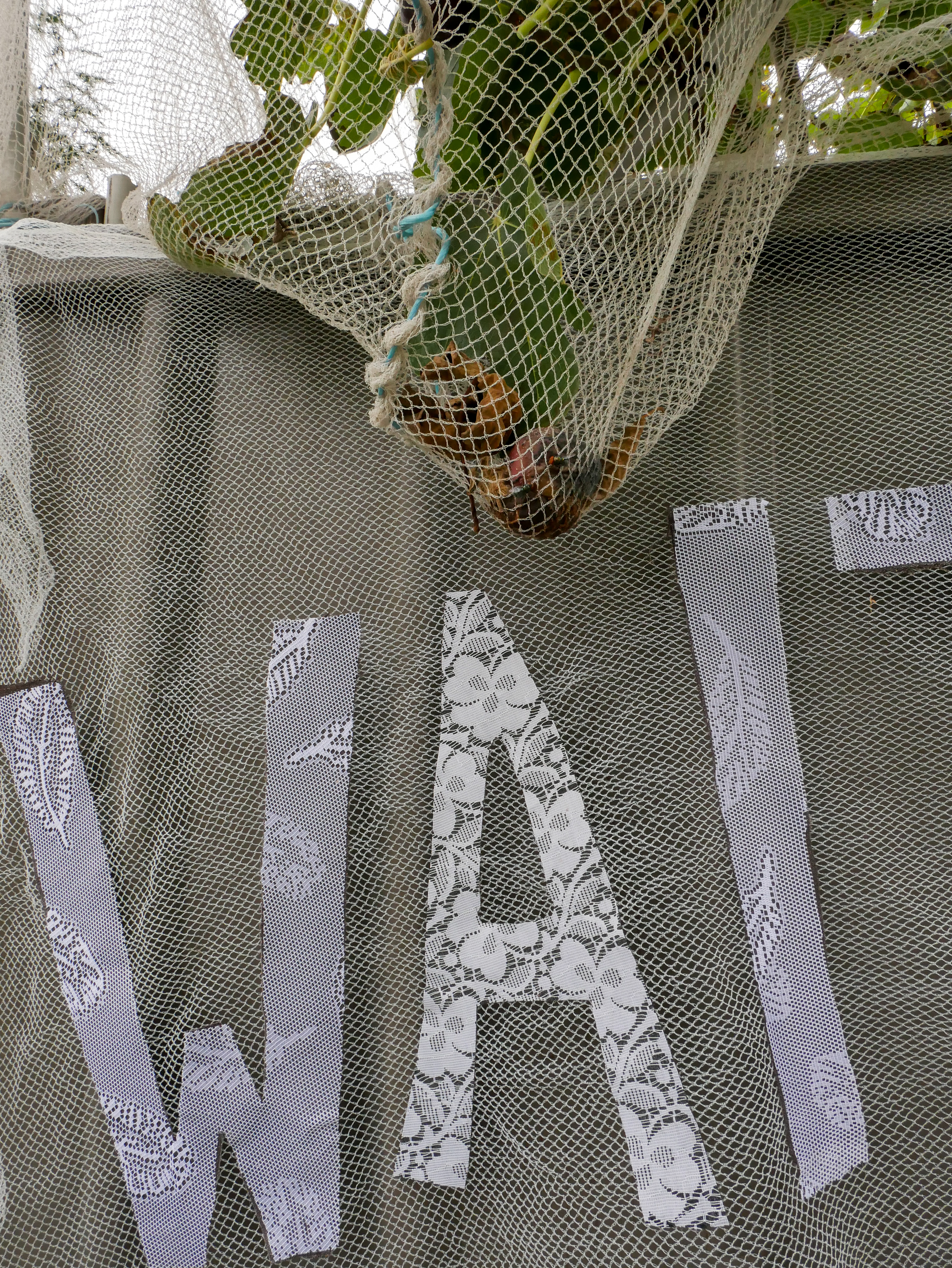 A close-up of a Colourbond fence with white nylon netting. The words WAIT are written in large hand-cut fabric. But only WAI are in view. Hanging above is a sanging pouch of net with rotting fruit inside.