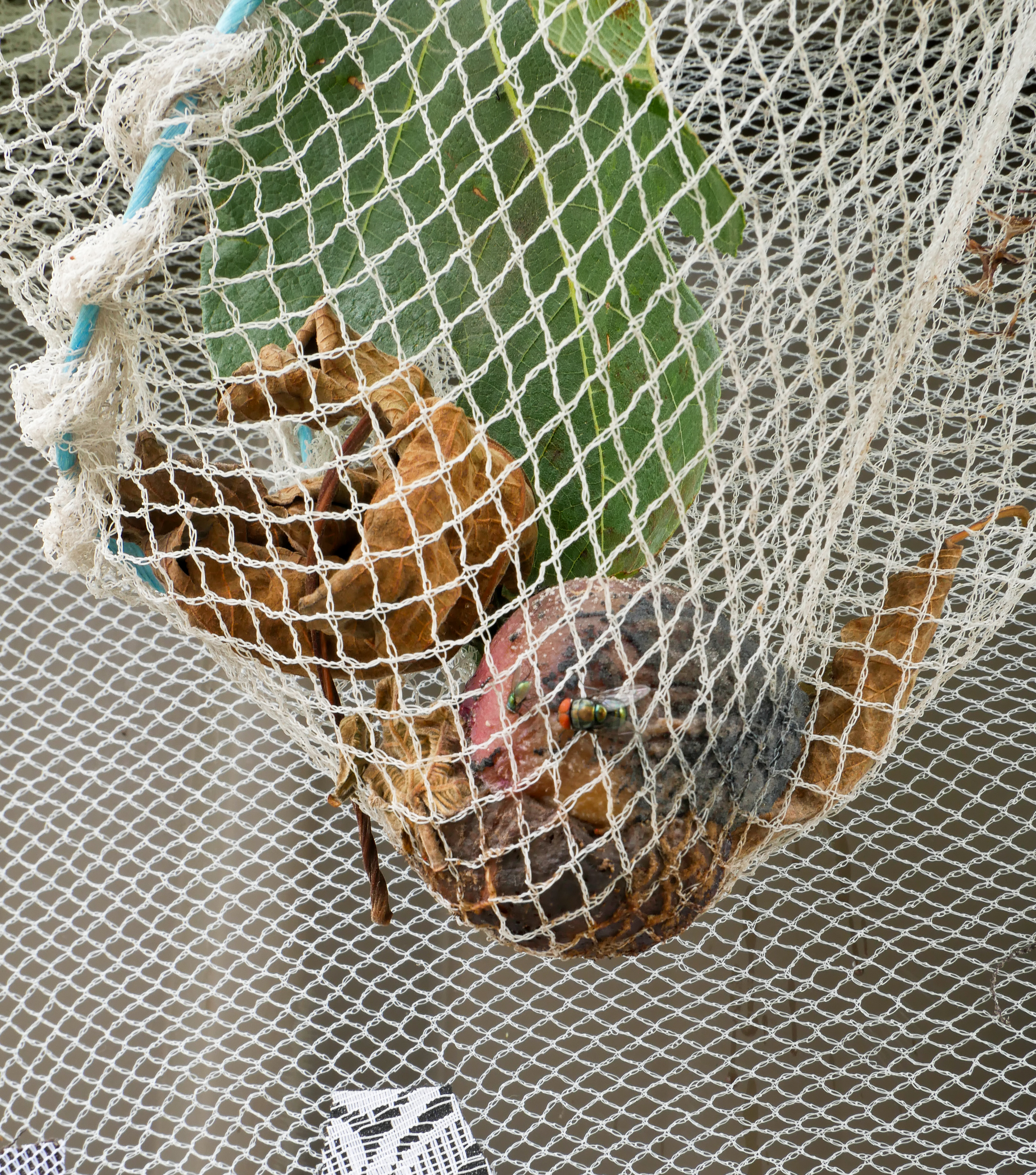 detail image of rotting fig caught in a neThe figs are decomposed, brown and not recognisable. There is a fly on the fruit.