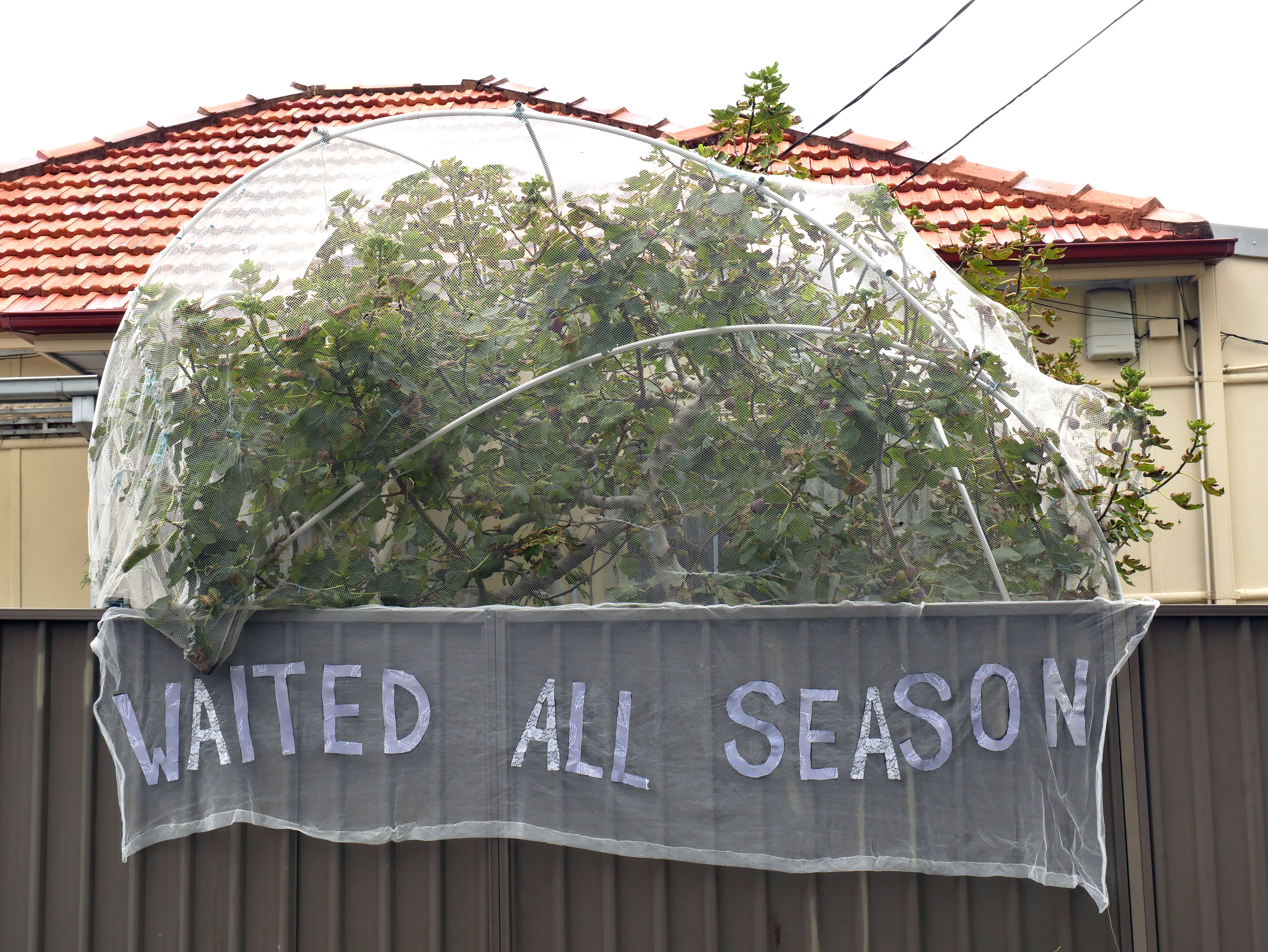 Netted fig tree hanging over suburban colourbond fence. A banner hands over the fence made of the same netted fabric. The caption 'Waited All Season' is written on the banner made from hand-cut fabric text.